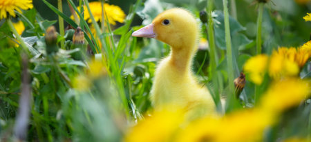 Fluffy duckling in yellow dandelions in the meadow. Summer background.の写真素材