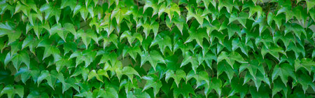 Arranged leaves of wild grapes. Banner background made of many green leaves.