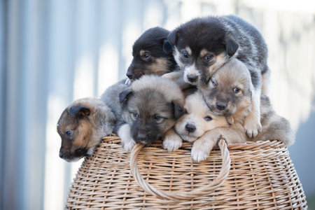Cute fluffy puppies are sitting in a wicker basket.