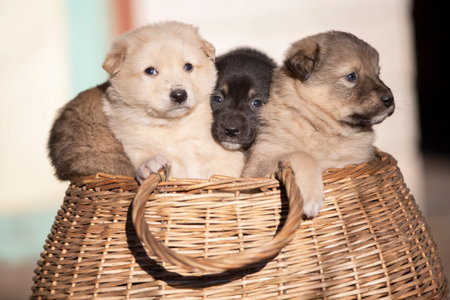 Cute fluffy puppies are sitting in a wicker basket.の写真素材