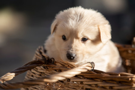 Little white puppy in a straw basket.