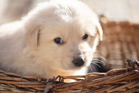 Cute fluffy little white puppy in a wicker basket.の写真素材