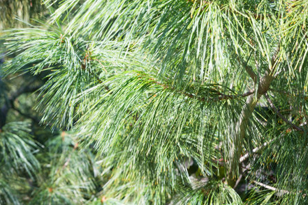 Spruce branches close up