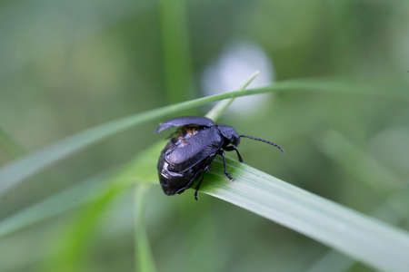 Black beetle on green foliage close up