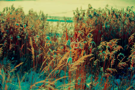 Fantastic winter landscape in bright colors. Mystical nature.
