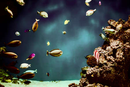 Multi-colored tropical fish on the background of reefs and coral