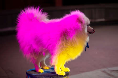 Samoyed circus dog in multi-colored stage lights. Circus dog.の写真素材