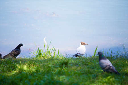 River gull and city pigeons stand by the reservoir on the green grass.