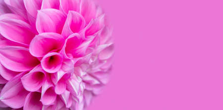 Beautiful pink flower close-up on a pink background.の写真素材