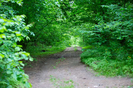 A beautiful road in the forest. Summer nature in the forest.