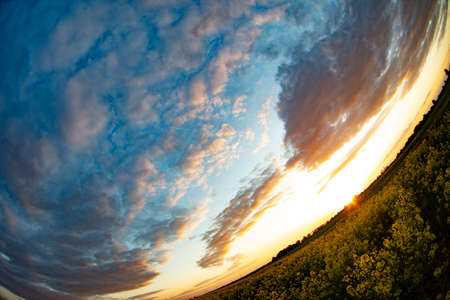 Yellow rapeseed grass shot with a fisheye lens against the sky. Natural background.