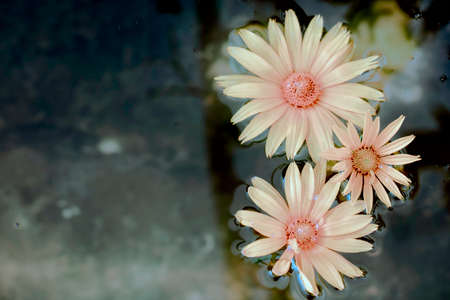 Vintage flowers. Pink mystical chrysanthemum in dark water. Floral background.