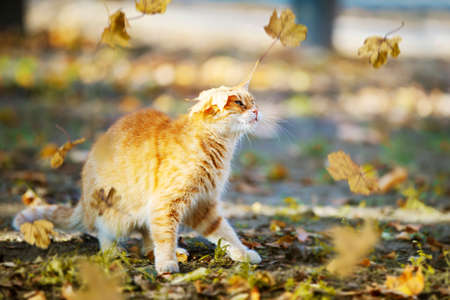 Funny ginger cat with a maple leaf on his head in the autumn park.の写真素材