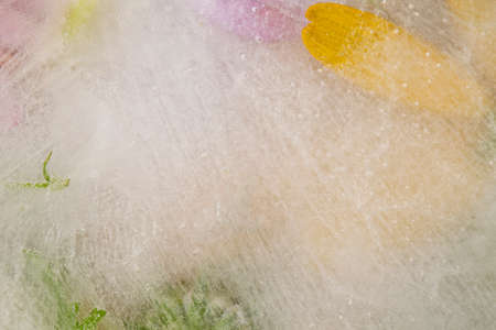 Various flowers in ice. Creative floral background. Frozen beautiful plants.