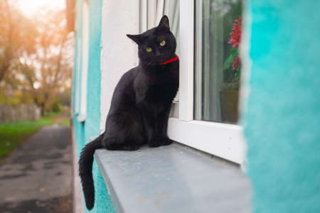 A beautiful black cat with green eyes sits on the window.の写真素材