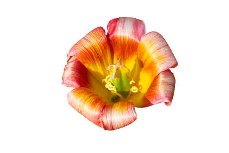 A large open tulip on a white background.の写真素材