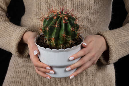 Hands hold a flower pot with a cactus.の写真素材