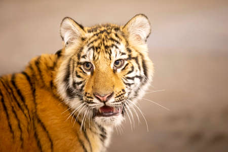 Close-up of a tiger's face. A beautiful wild feline.の写真素材
