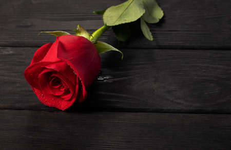 Red rose close-up with water droplets on a wooden background. Beautiful flower.の写真素材