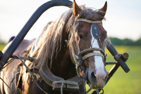 Horse head harnessed to the background of summer nature.の写真素材