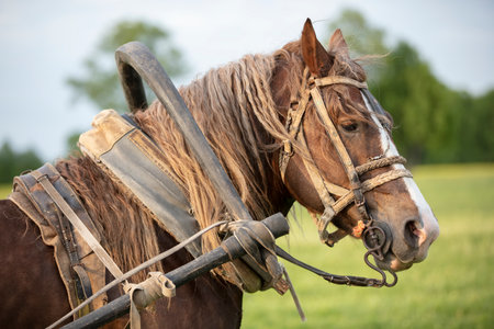 Horse head harnessed to the background of summer nature.の写真素材