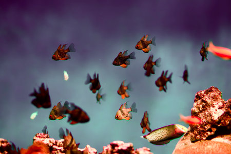 A flock of exotic fish on the background of reefs in dark water.