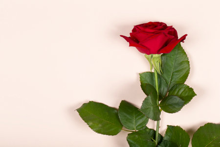 On a beige background, a red rose with green leaves. Festive floral background.の写真素材