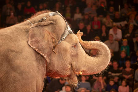 Part of the muzzle of a circus elephant against the background of blurred spectators. Animals in the...