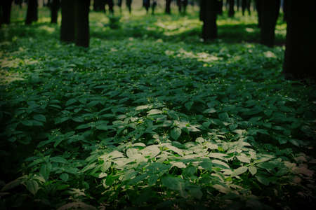 Dark green background from thick grass.