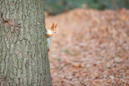 A red squirrel peeks out from behind a tree trunk.