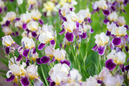 Beautiful multi-colored iris flower grow in the garden. Close-up of a flower iris on blurred green...