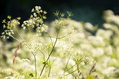 Small white wildflowers close up. Green background.