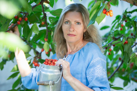 A beautiful elderly woman harvests cherries. A fifty-year-old woman in the branches of a fruit tree.