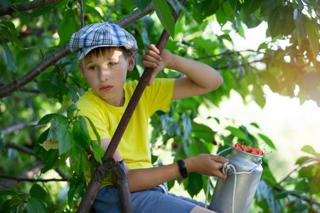 The child is picking cherries in the garden. Little boy tears sweet cherry from a tree in the garden. Selective focus.の写真素材