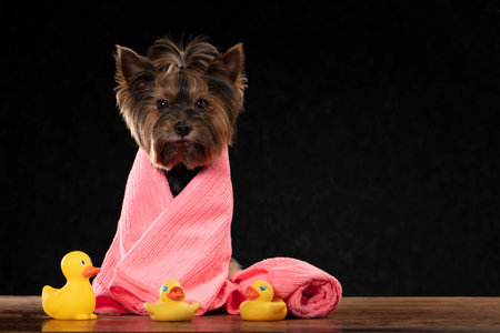 Cute dog is ready for a bath. Yorkshire terrier wrapped in a towel. Dog care concept.の写真素材