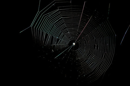 A web woven by a spider on a black background.の写真素材