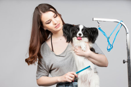 Young professional groomer with pets. She is posing with an instrument. Papillon dog and girl hairdresser.の写真素材