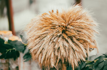 Vintage grain ears in a bouquet. Rich rural grain harvest.の写真素材