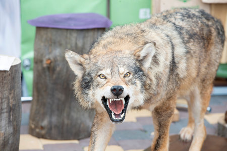 Stuffed wolf with grinning mouth.
