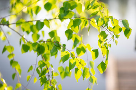 Green leaves of a young spring birch. The arrival of spring.