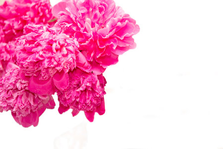 Pink large peonies on a white background.の写真素材