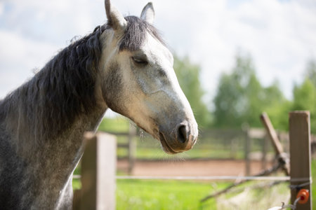 Young gray horse in paddock. Horse behind the fence.
