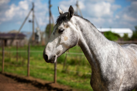Young gray horse in paddock. Horse behind the fence.の写真素材