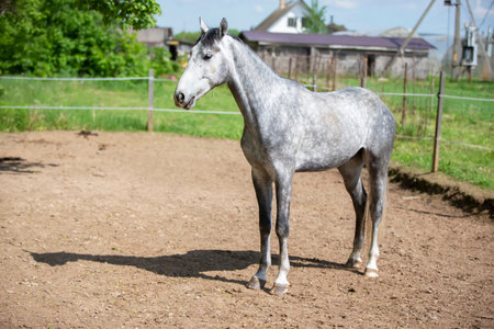 Young gray horse in paddock. Horse behind the fence.の写真素材