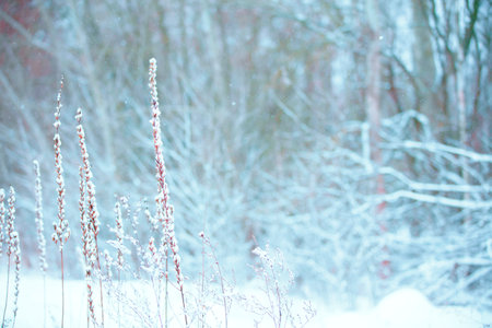 Winter Christmas idyllic landscape. White trees in forest covered with snow, snowdrifts and snowfall...