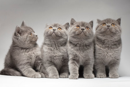 British fluffy gray kittens on a white background. A group of cats. Four identical kittens.の写真素材