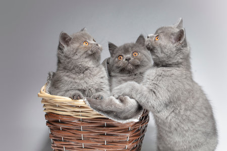 Three blue British kittens in a wicker basket on a gray background. Beautiful little cats.の写真素材