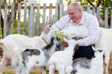 Farmer with goats. An elderly man is engaged in animal husbandry, works on a farm, feeds livestock.の写真素材