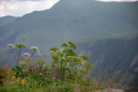Plants and grass against the backdrop of blurry mountains.