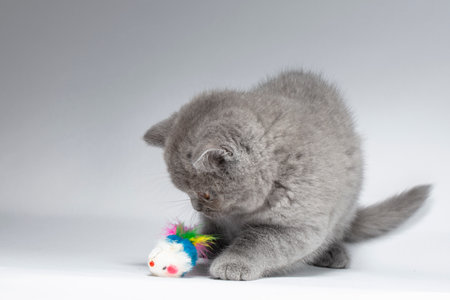 Beautiful blue British Shorthair kitten on a light gray background in playful poses with a smart look. The kitten is playing funny.の写真素材